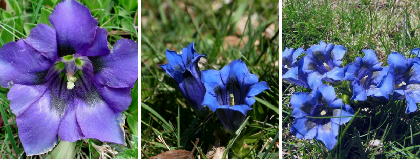 Genciana Acaule flors