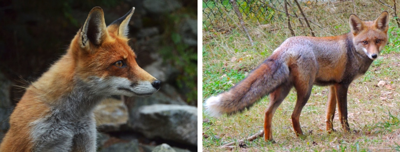 Zorro Común Pirineos