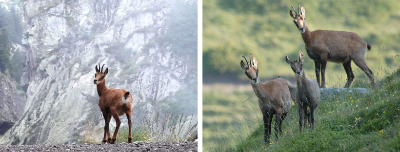 Isards dels Pirineus