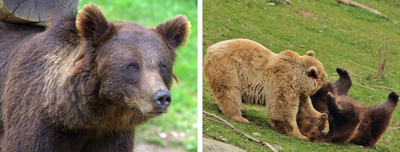 Oso Pardo Pirineos